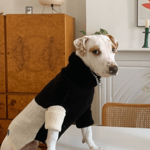 product_pet_clothes_9a